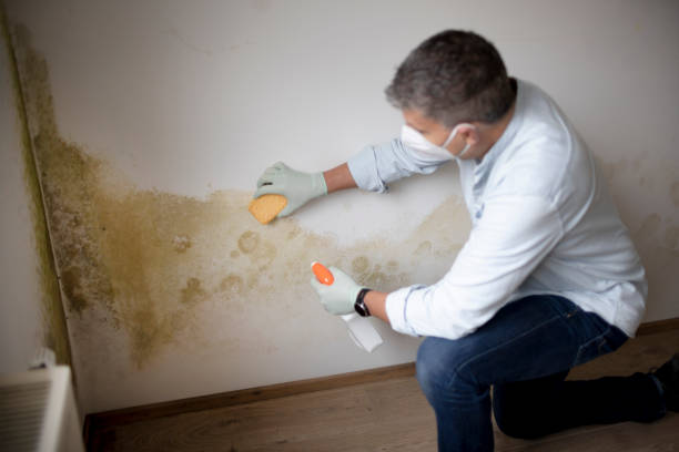 Best Mold Damage Restoration  in Columbus, MT